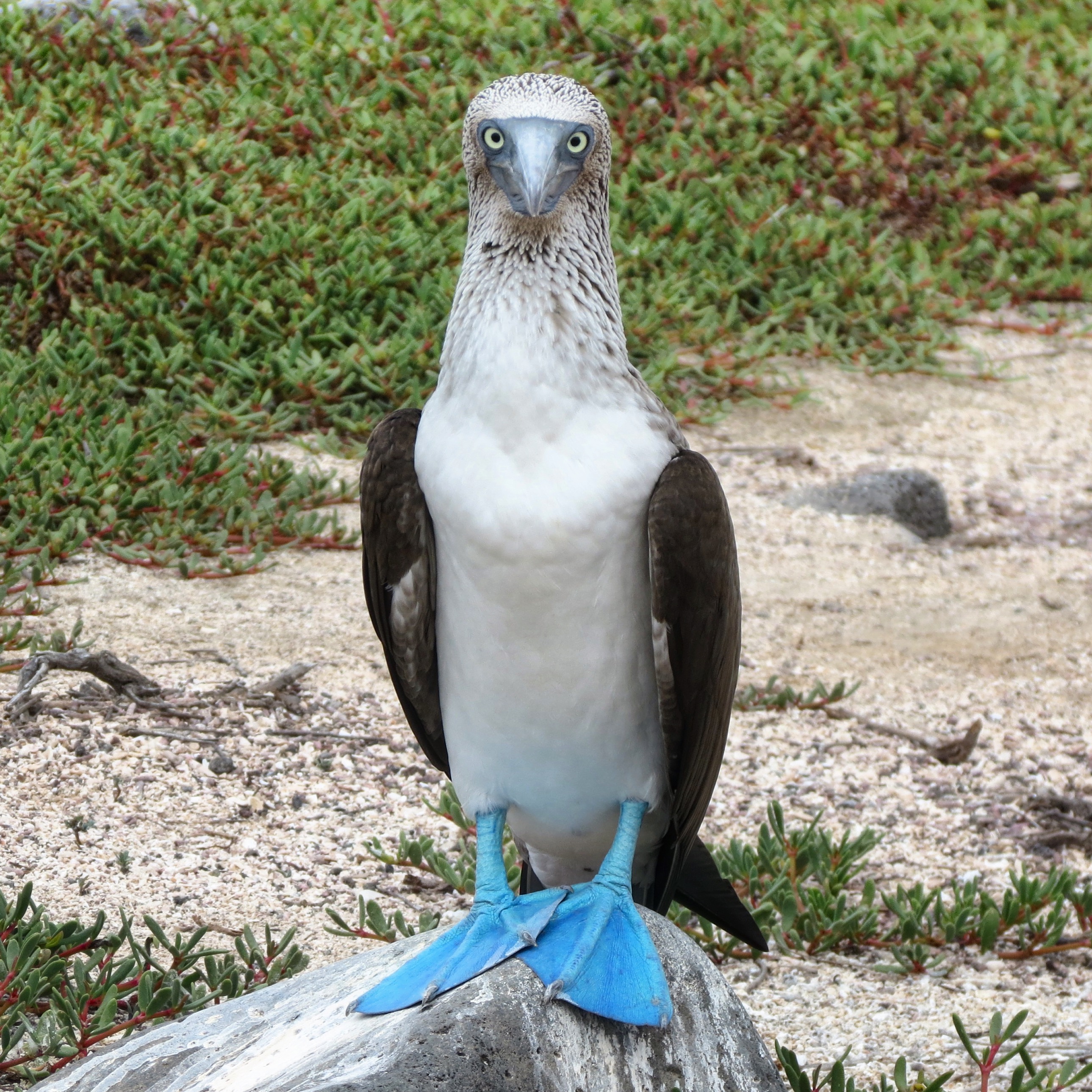 blue footed boobie national geographic